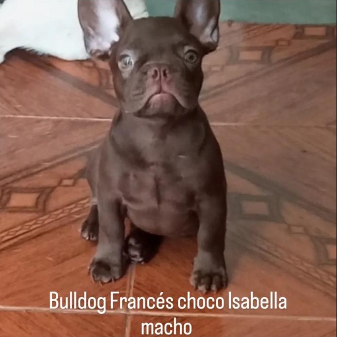 Cachorro Bulldog Francés chocolate de Infinity Pets