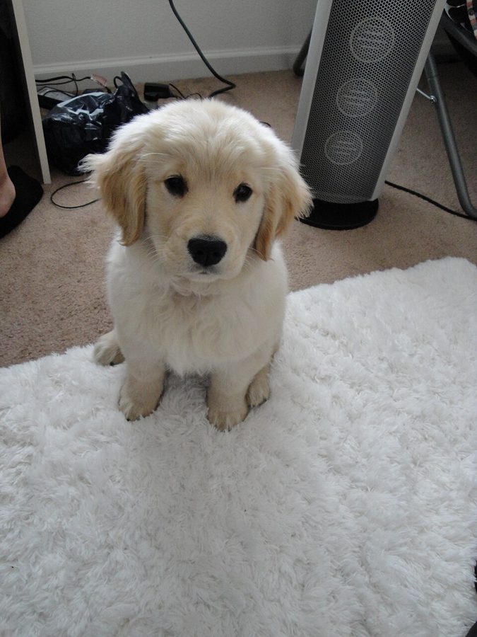 Cachorro de golden retriever