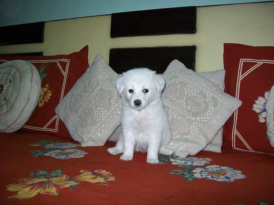 Cachorro Pomerania