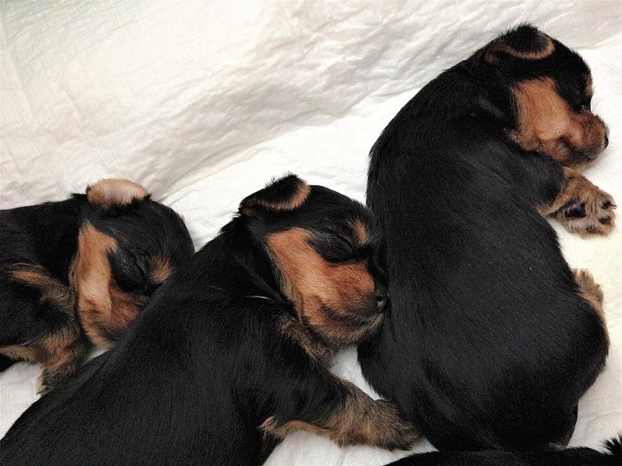 Cachorros Yorkshire Terrier